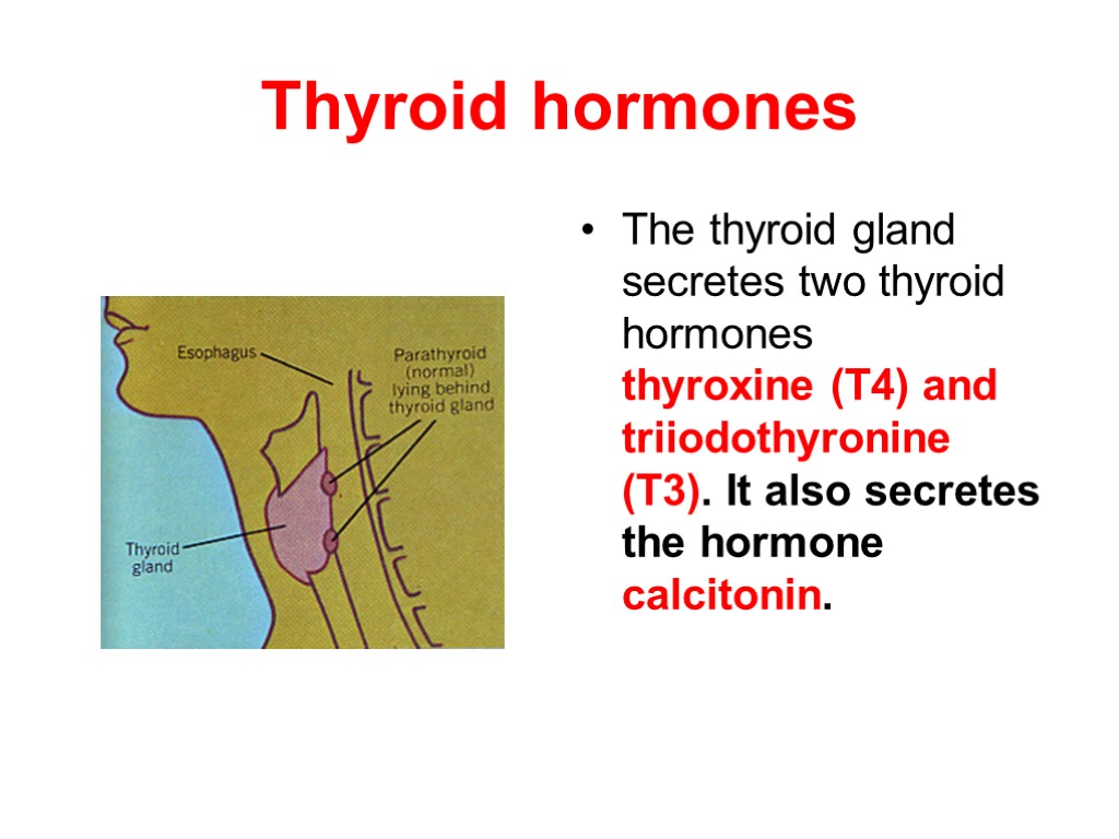 Thyroid hormones The thyroid gland secretes two thyroid hormones thyroxine (T4) and triiodothyronine (T3).